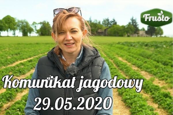 Komunikat jagodowy 29.05.2020/ biostymulacja plantacji truskawki i maliny w czasie kwitnienia